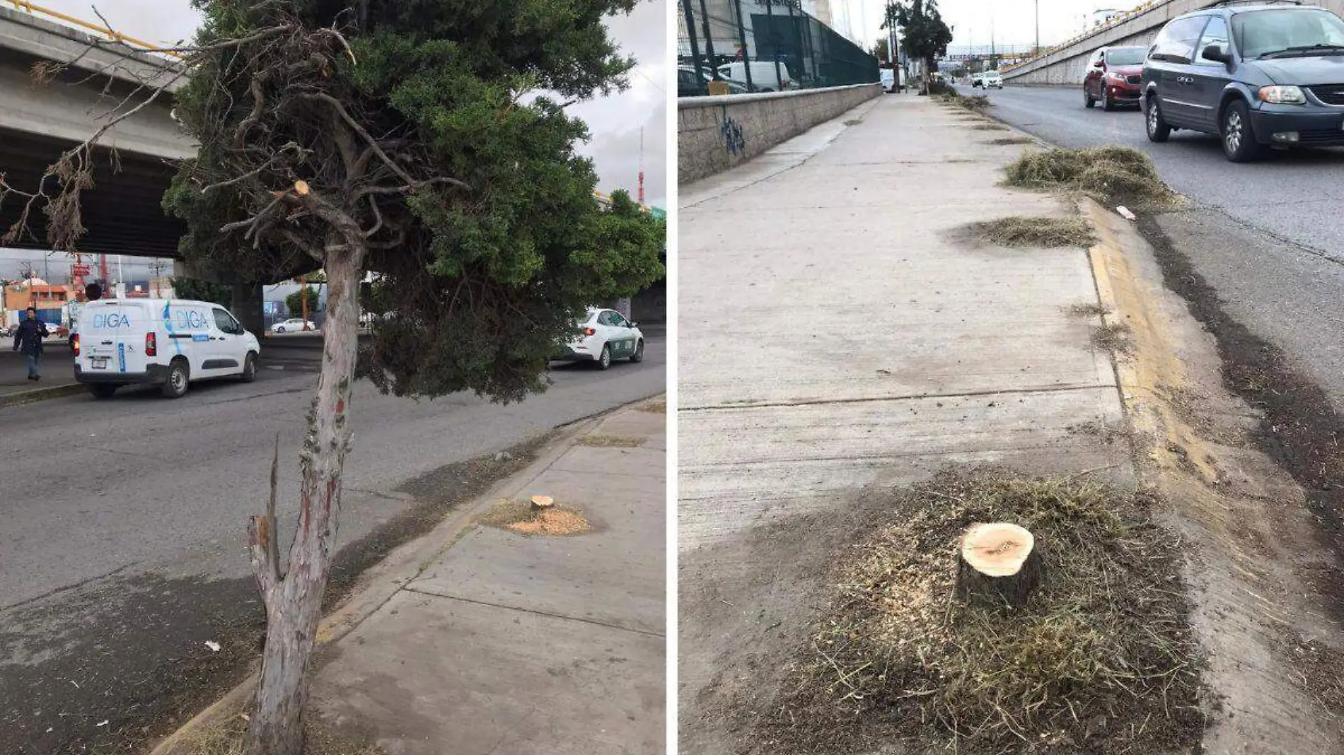 tala ilegal de árboles en la colonia Bugambilias